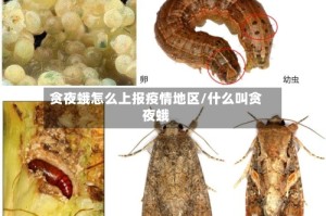 贪夜蛾怎么上报疫情地区/什么叫贪夜蛾