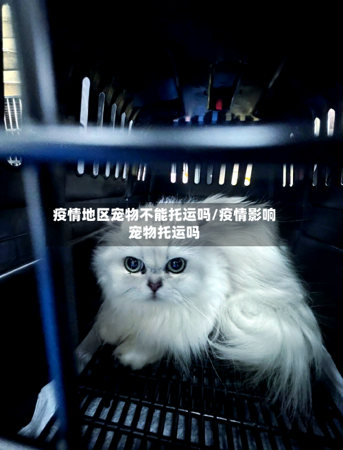 疫情地区宠物不能托运吗/疫情影响宠物托运吗-第2张图片